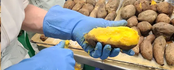 さつまいもの加工